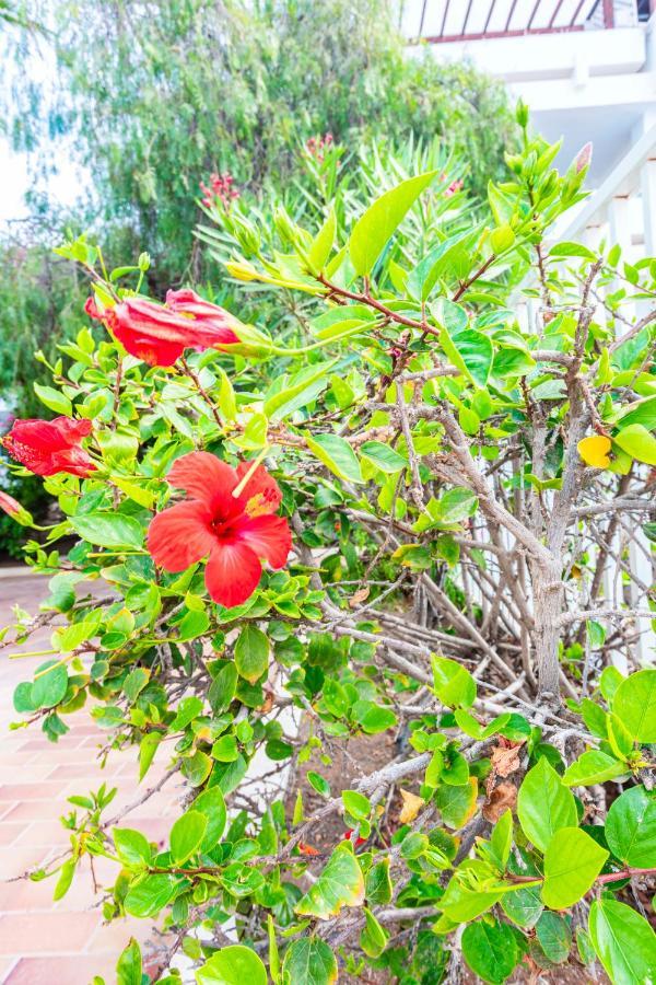 Vivienda Vacacional Rose Costa Teguise Kültér fotó